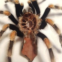 B.smithi