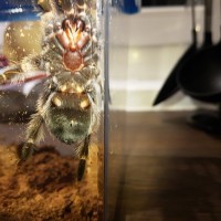 B.smithi