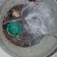 Freshly molted Chromatopelma