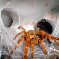 P. murinus guarding her newly emerged babies.