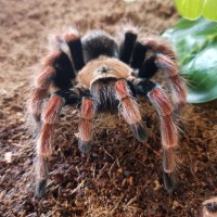 Large Marge enjoying a mealworm