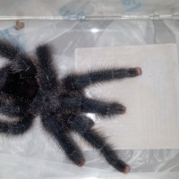 A. avic morph#6? 2nd pic