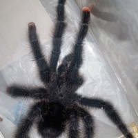 A. avic morph#6? 3rd pic