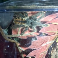 Avicularia minatrix???