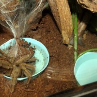 A Tale of Two Water Dishes (♀ Psalmopoeus cambridgei 5")