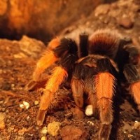 Brachypelma emilia