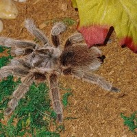 Grammostola Rosea?