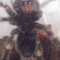 B. Smithi 2