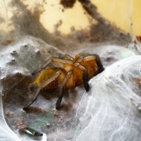 Freshly Molted... H. pulchripes