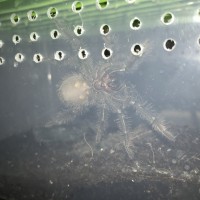 T. Stirmi sexing help