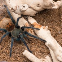 C. cyaneopubescens checking out its new digs