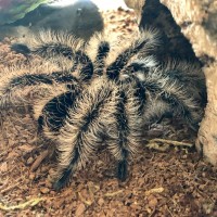 Newly molted Male B. alb. - Quintin Taran-tula