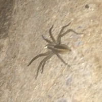 Big Wolf or Grass Spider