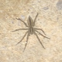 Big Wolf or Grass Spider