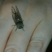 Unknown Tiny Cicada