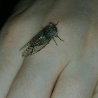 Unknown Tiny Cicada 2