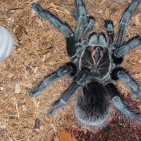 Pamphobeteus