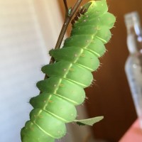 Full grown Actias Luna