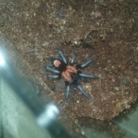 fresh molted male C. elegans