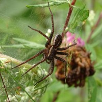 Dolomedes sp