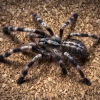 0.1 Poecilotheria miranda