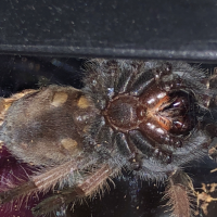 Brachypelma emilia [ventral sexing] 1/2