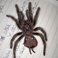 Grammostola rosea [molt sexing] 1/2