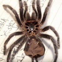 Grammostola rosea [molt sexing] 2/2