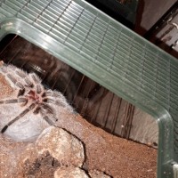 Mystery grammostola [1/3]