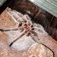 Mystery grammostola [3/3]