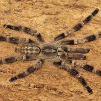 Poecilotheria miranda