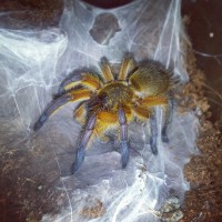 H. pulchripes sling eating