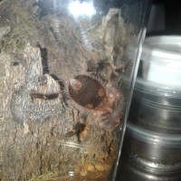 Grammostola pulchripes [ventral sexing]