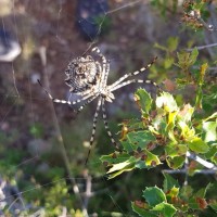 Argiope lobata