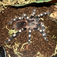 Juvenile A. Geniculata new molt