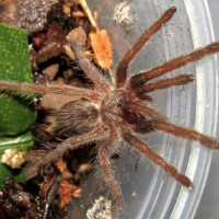 Augacephalus ezendami Sling (1")