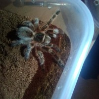 Grammostola Concepcion