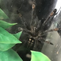 Irminia freshly molted! (Sorta)