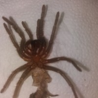 Brachypelma vagans [2/2]