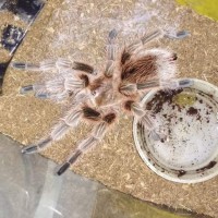 grammostola sp?