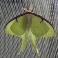 Actias Luna male