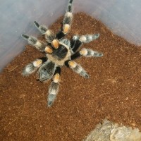 Brachypelma sp. ID?