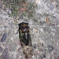 Providence cicada