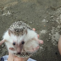 Pippin hating the beach