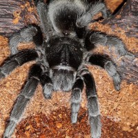 G.Pulchra