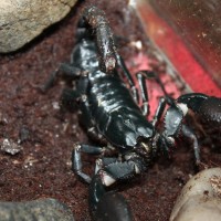 heterometrus petersii female