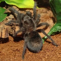 Grammostola pulchra