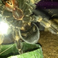 Brachypelma smithi [ventral sexing]