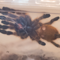 P. murinus sexing help