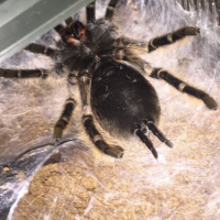 B Albopilosum